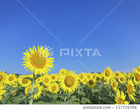 Sunflower field in midsummer Sunflower field in midsummer 117726398