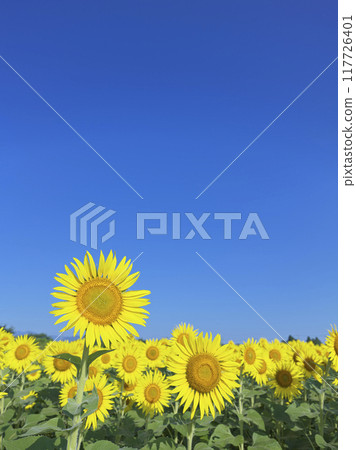 盛夏的向日葵田 盛夏的向日葵田 117726401