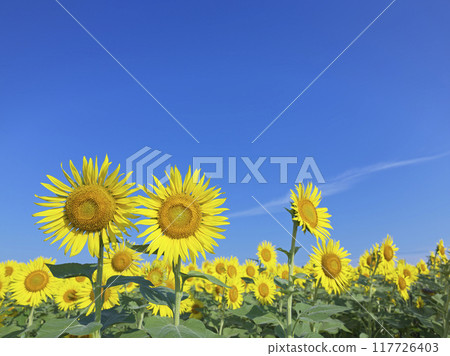 Sunflower fields in Zama City, Kanagawa Prefecture Sunflower fields in Zama City, Kanagawa Prefecture 117726403