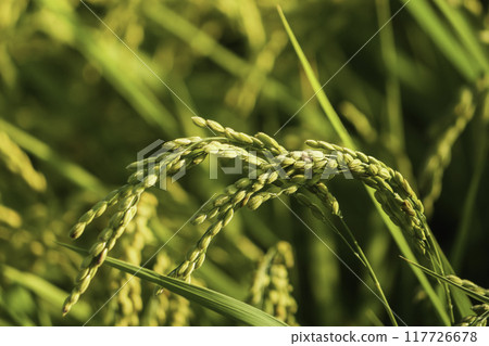 Rice in a rice field at dusk 117726678