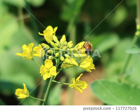Bee honey sucking honey from rape blossoms Bee honey sucking honey from rape blossoms 117727026