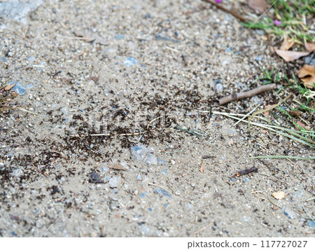 A swarm of ants moving across the ground A swarm of ants moving across the ground 117727027