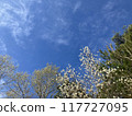 White flowers and trees shining against the blue sky 117727095