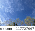 Autumn sky, trees and white clouds 117727097