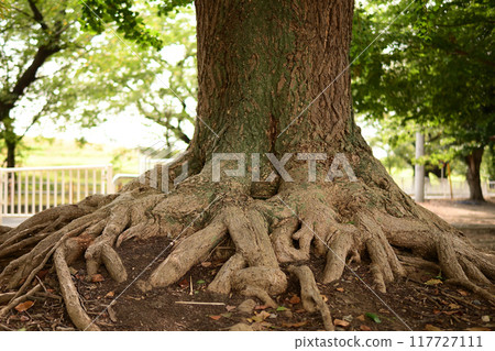 Root of trees Root of trees 117727111