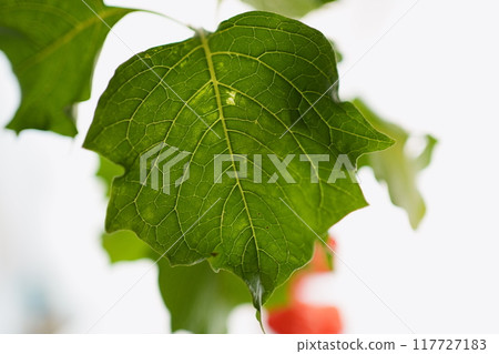 Ground Cherry Leaf - 3:2 Ground Cherry Leaf - 3:2 117727183