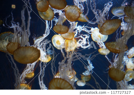 Floating jellyfish 117727327