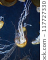 Jellyfish floating in the aquarium 117727330