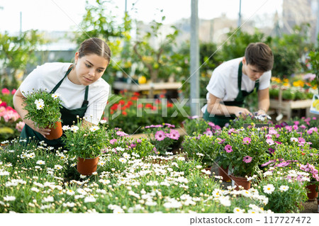 Female florist checking flowering marguerites daisy in greenhouse 117727472