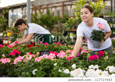 girl gardener chooses young unpretentious pelargonium plant in shop for planting in street flowerpot 117727483
