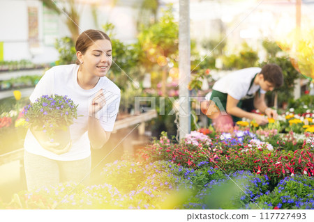 Inspired young female customer in casual clothes inspecting potted Lobelia Erinus flowers while shopping in garden center Inspired young female customer in casual clothes inspecting potted Lobelia Erinus flowers while shopping in garden center 117727493