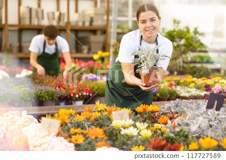 flower supermarket vendor examines shelf of Cineraria to detect problematic plants 117727589