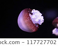 Floating jellyfish 117727702