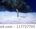 Chinese eel 117727705