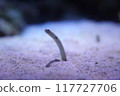 Chinese eel 117727706