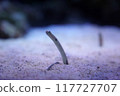 Chinese eel 117727707