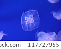 Fantastic glowing jellyfish 117727955