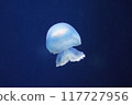 A blue jellyfish 117727956