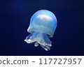 Floating jellyfish 117727957
