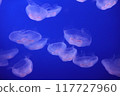 Fantastic glowing jellyfish 117727960