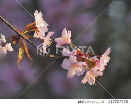 Cherry Blossoms Cherry Blossoms 117727976