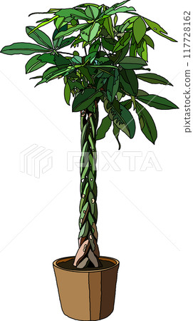 室內植物插圖,透明背景 室內植物插圖,透明背景 117728162