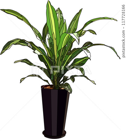 室內植物插圖,透明背景 室內植物插圖,透明背景 117728166