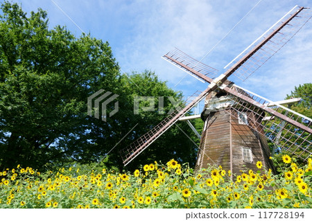 名城公園的花壇和風車裡盛開的向日葵 117728194