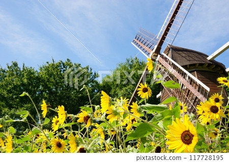 Sunflower field in full bloom and windmill Sunflower field in full bloom and windmill 117728195