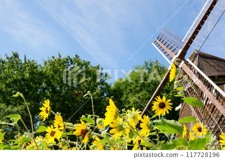 Sunflower field and windmill Sunflower field and windmill 117728196