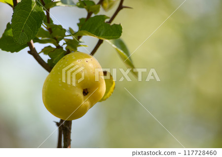 Close-up of Chaenomeles japonica or Japanese quince on branch highlighting its vibrant yellow color Close-up of Chaenomeles japonica or Japanese quince on branch highlighting its vibrant yellow color 117728460