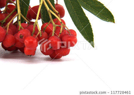 Bright red rowan berries with green leaves Bright red rowan berries with green leaves 117728461