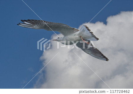 Majestic seagulls soaring against a vibrant blue sky with scattered clouds, essence of freedom Majestic seagulls soaring against a vibrant blue sky with scattered clouds, essence of freedom 117728462