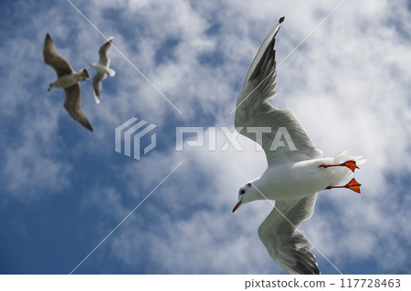 Majestic seagulls soaring against a vibrant blue sky with scattered clouds 117728463