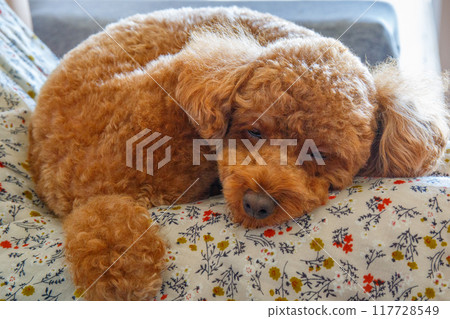 Toy poodle relaxing on your lap 1 117728549