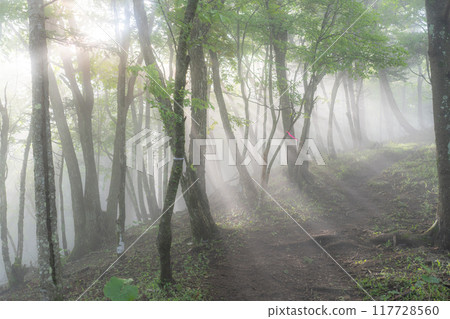 Forest Lights and Mysterious Light Forest Lights and Mysterious Light 117728560