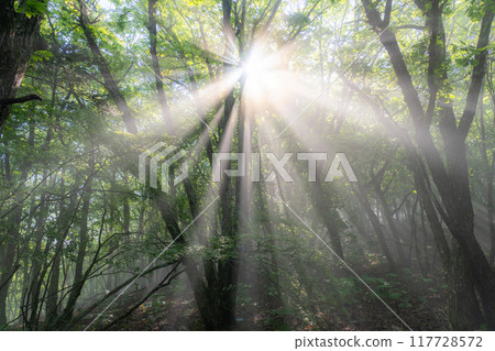 Forest Lights and Mysterious Light Forest Lights and Mysterious Light 117728572
