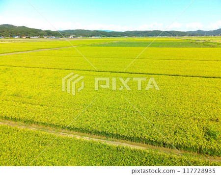 Photographing the ripe rice fields in Esashi, Hokkaido in summer Photographing the ripe rice fields in Esashi, Hokkaido in summer 117728935