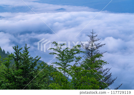 [Yamanashi Prefecture] Mt. Fuji and the Great Sea of Clouds - Shindo Pass in Early Summer 117729119