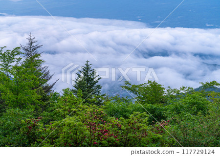 [Yamanashi Prefecture] Mt. Fuji and the Great Sea of Clouds - Shindo Pass in Early Summer 117729124