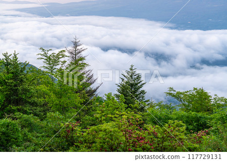 [Yamanashi Prefecture] Mt. Fuji and the Great Sea of Clouds - Shindo Pass in Early Summer 117729131