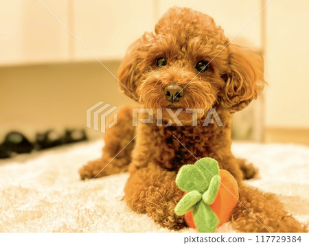 Toy poodle playing with a carrot toy 2 117729384