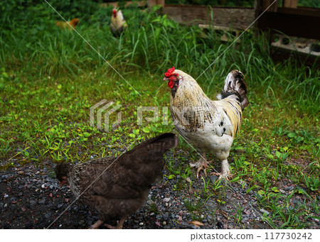 Chabo (Dwarf Chicken) A type of chicken Chabo (Dwarf Chicken) A type of chicken 117730242
