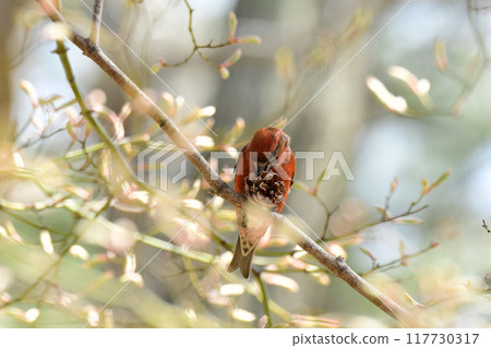 Isuka is eating pine cones enthusiastically 117730317