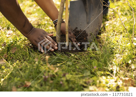 Team of climate change activists planting small trees in a forest environment, uniting to preserve natural habitat. African american volunteers installing plants in the ground, nurture greenery. Team of climate change activists planting small trees in a forest environment, uniting to preserve natural habitat. African american volunteers installing plants in the ground, nurture greenery. 117731021