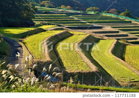 水稻收割後的梯田景色 水稻收割後的梯田景色 117731188