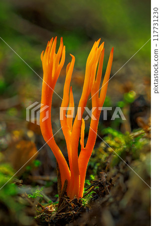 Amazing forest mushroom looks like flames - Calocera viscosa Amazing forest mushroom looks like flames - Calocera viscosa 117731230