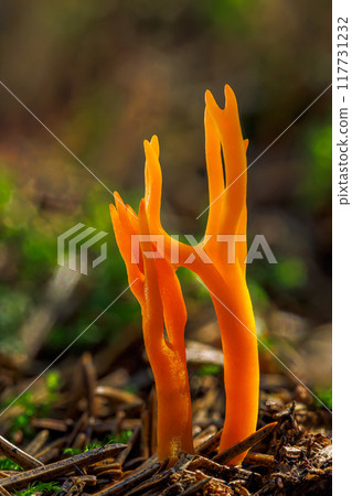 Amazing forest mushroom looks like flames - Calocera viscosa 117731232