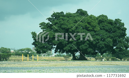 Kumagaya Arakawa Ryokuchi 117731692