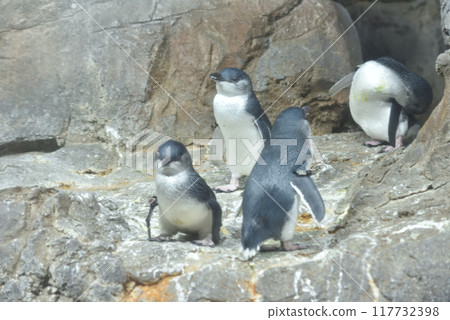 Fairy Penguin (Adventure World) 117732398